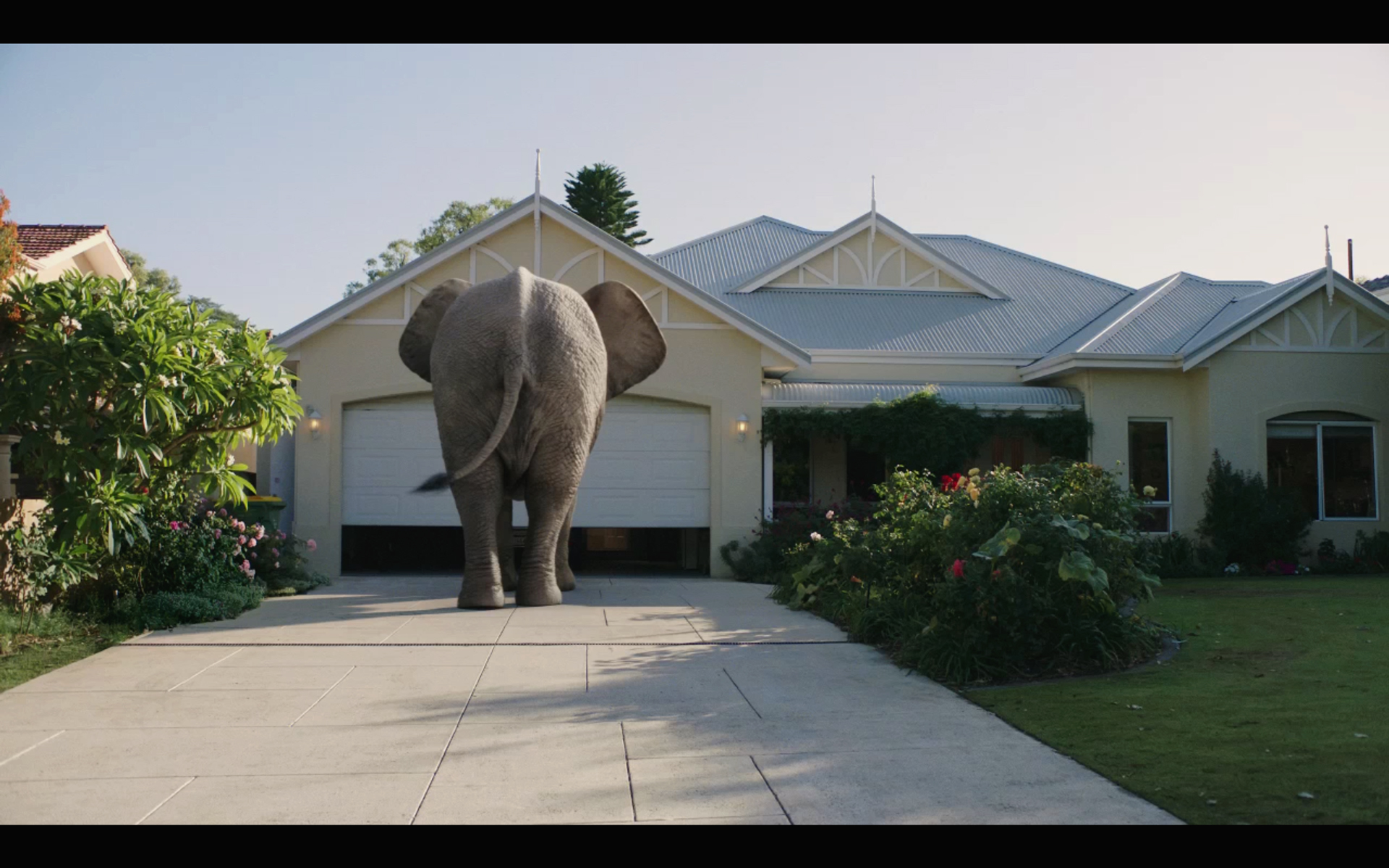 Video: There is an elephant in the driveway!